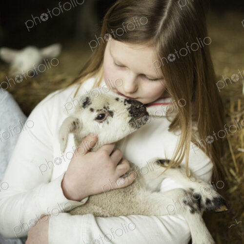 Children and newborn lambs in a lambing shed. Children and newborn lambs in a lambing shed.