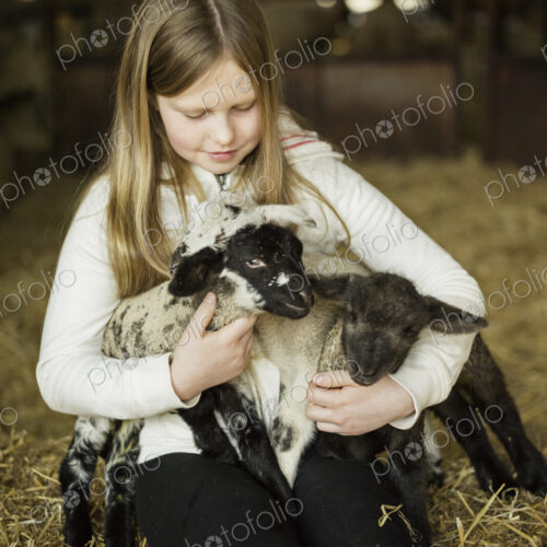 Children and newborn lambs in a lambing shed. Children and newborn lambs in a lambing shed.