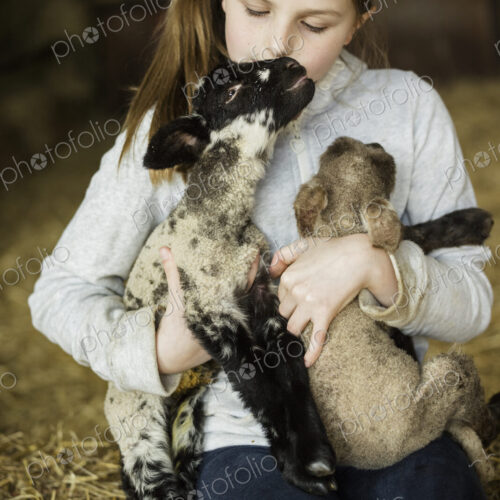 Children and newborn lambs in a lambing shed. Children and newborn lambs in a lambing shed.
