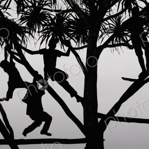 Children playing in a tree in Zanzibar, silhouetted against the sky. Children playing in a tree in Zanzibar, silhouetted against the sky.