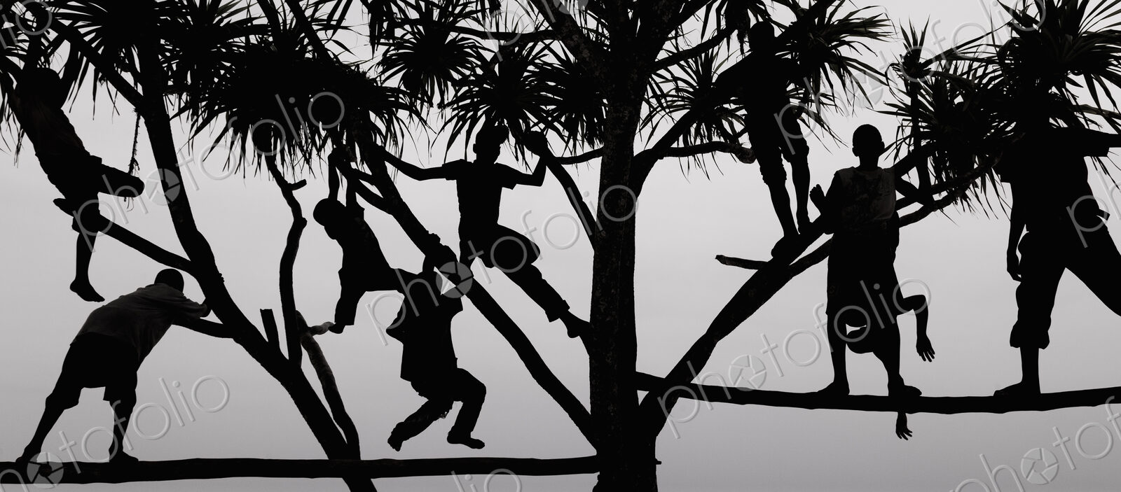 Children playing in a tree in Zanzibar, silhouetted against the sky.