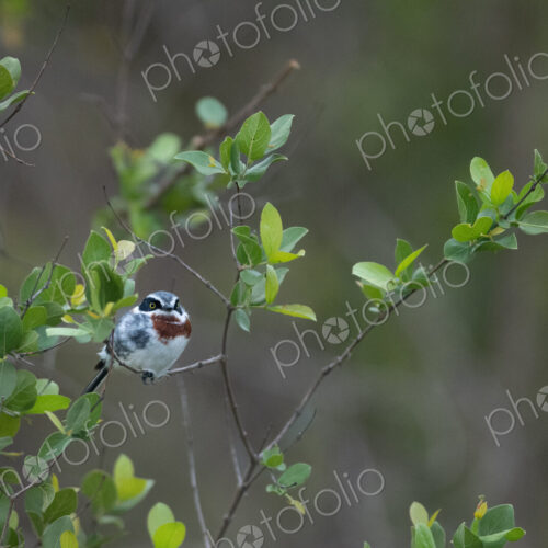 Chin Spot Batis, Batis molitor, female in a natural setting. Chin Spot Batis, Batis molitor, female in a natural setting.