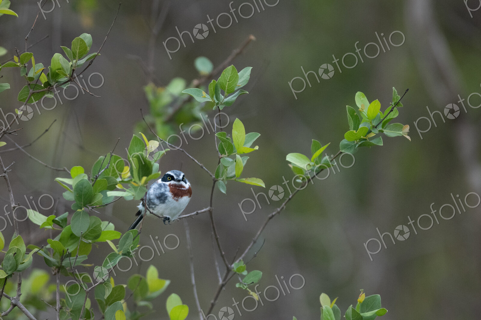 Chin Spot Batis, Batis molitor, female in a natural setting.