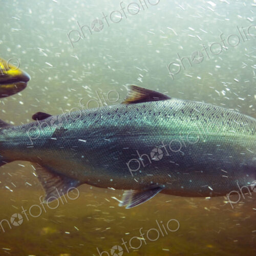 Chinook Salmon returning to a fish ladder, Chittenden Locks, Seattle.