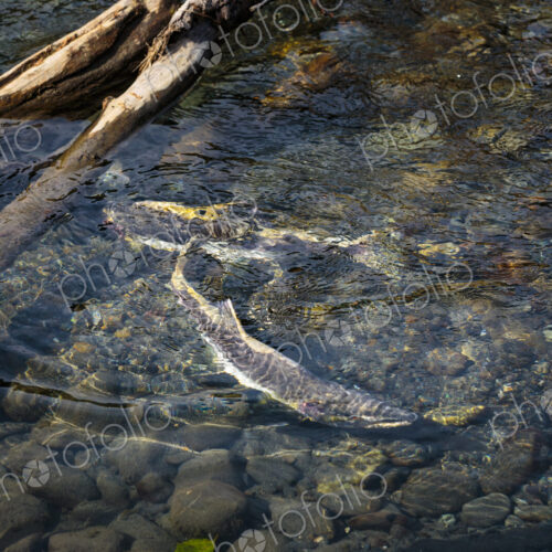 Chinook salmon spawning in the lower Elwha River, Port Angeles