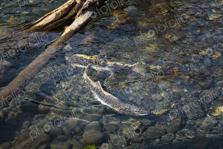 Chinook salmon spawning in the lower Elwha River, Port Angeles