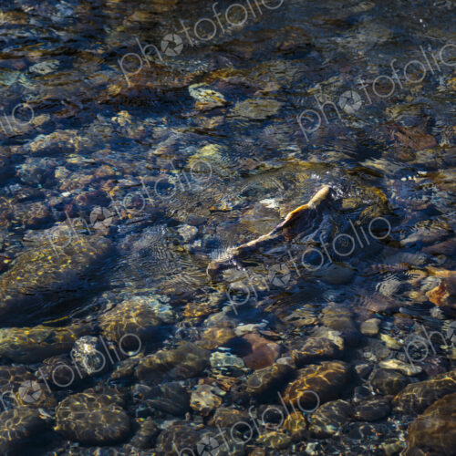 Chinook salmon spawning in the lower Elwha River, Port Angeles. Chinook salmon spawning in the lower Elwha River, Port Angeles.