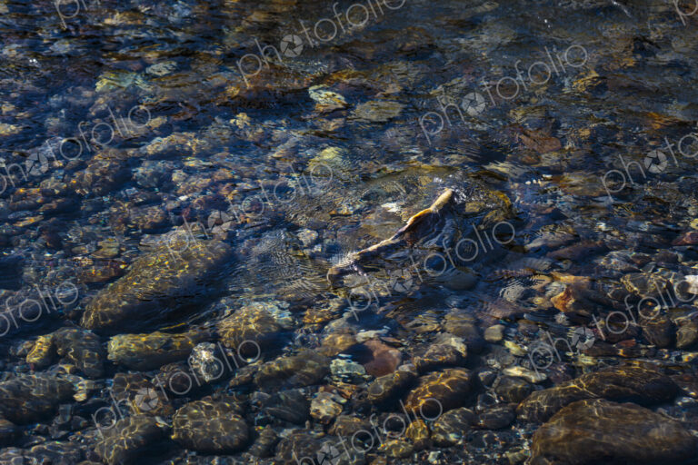 Chinook salmon spawning in the lower Elwha River, Port Angeles.