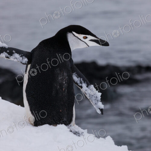Chinstrap penguin, Antarctica