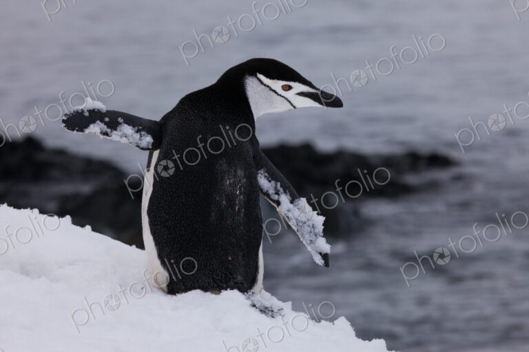 Chinstrap penguin, Antarctica