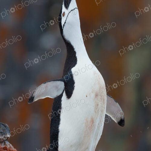 Chinstrap penguin stretching flippers and looking upwards in a display, Antarctica Chinstrap penguin stretching flippers and looking upwards in a display, Antarctica