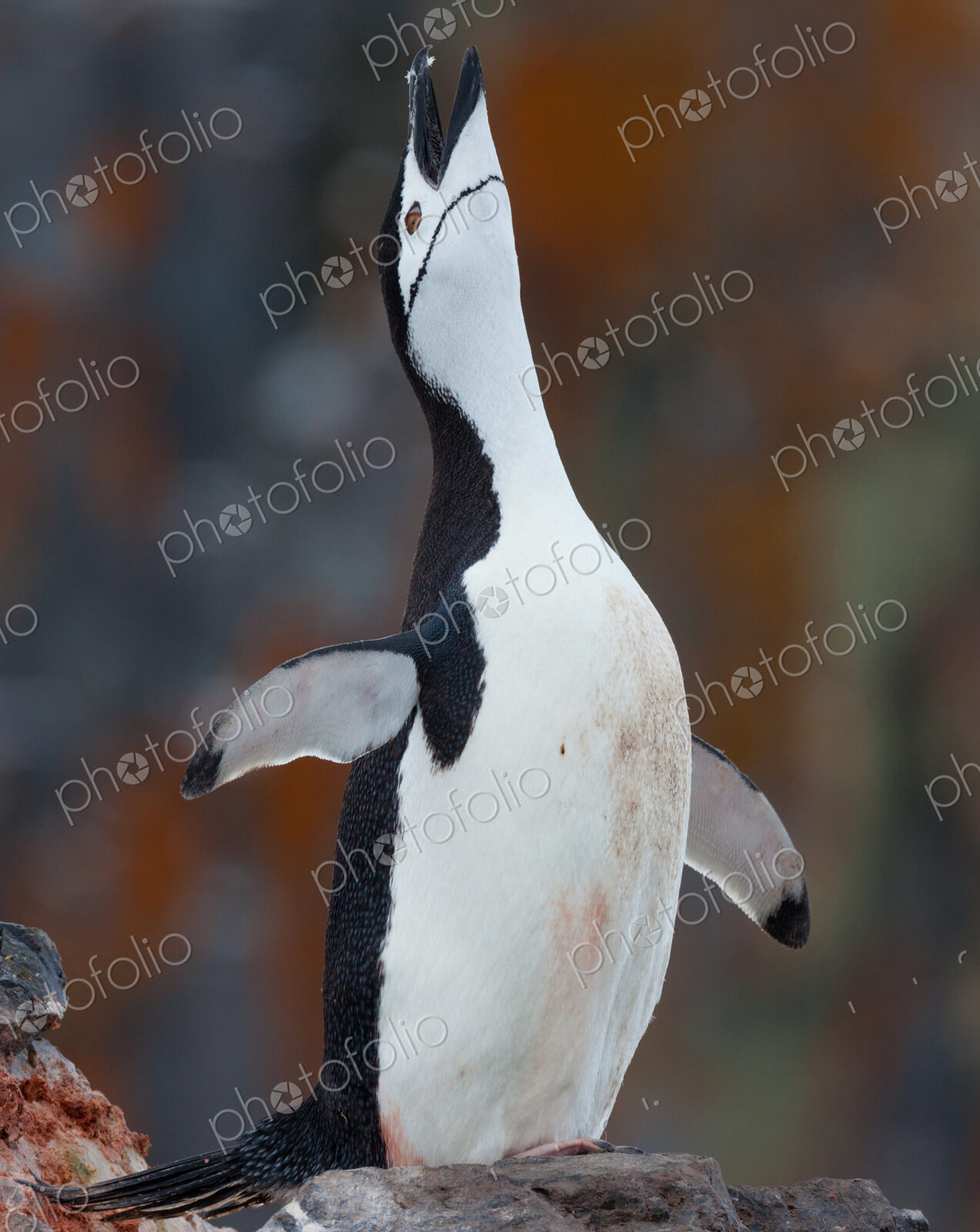 Chinstrap penguin stretching flippers and looking upwards in a display, Antarctica