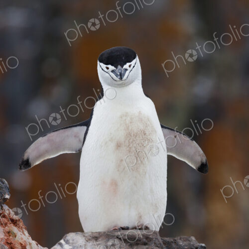 Chinstrap penguin with a blood stained chest beside a carcass, Antarctica