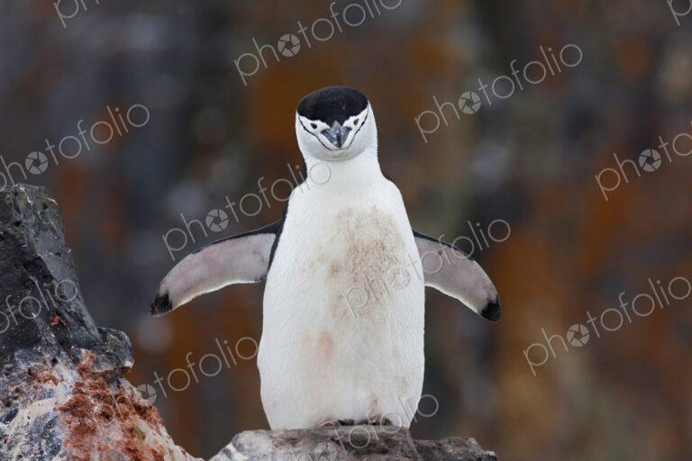 Chinstrap penguin with a blood stained chest beside a carcass, Antarctica