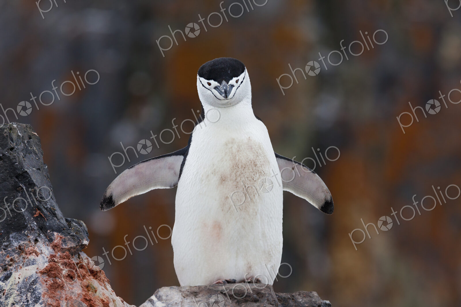 Chinstrap penguin with a blood stained chest beside a carcass, Antarctica