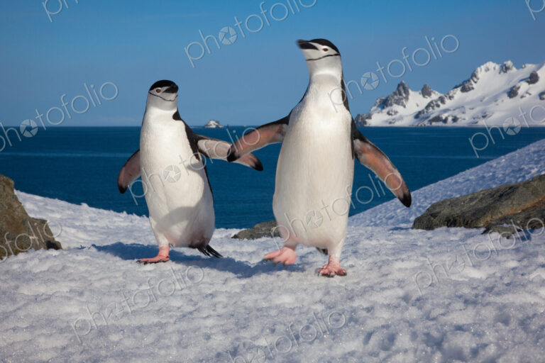 Chinstrap penguins, Half Moon Island, South Shetland Islands, Antarctica