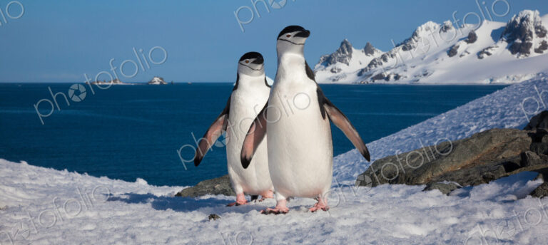 Chinstrap penguins, Half Moon Island, South Shetland Islands, Antarctica
