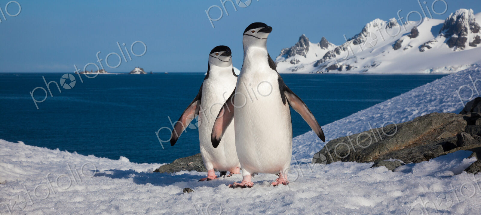 Chinstrap penguins, Half Moon Island, South Shetland Islands, Antarctica