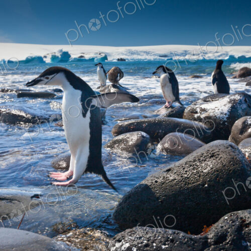 Chinstrap penguins, Penguin Island, Antarctica Chinstrap penguins, Penguin Island, Antarctica