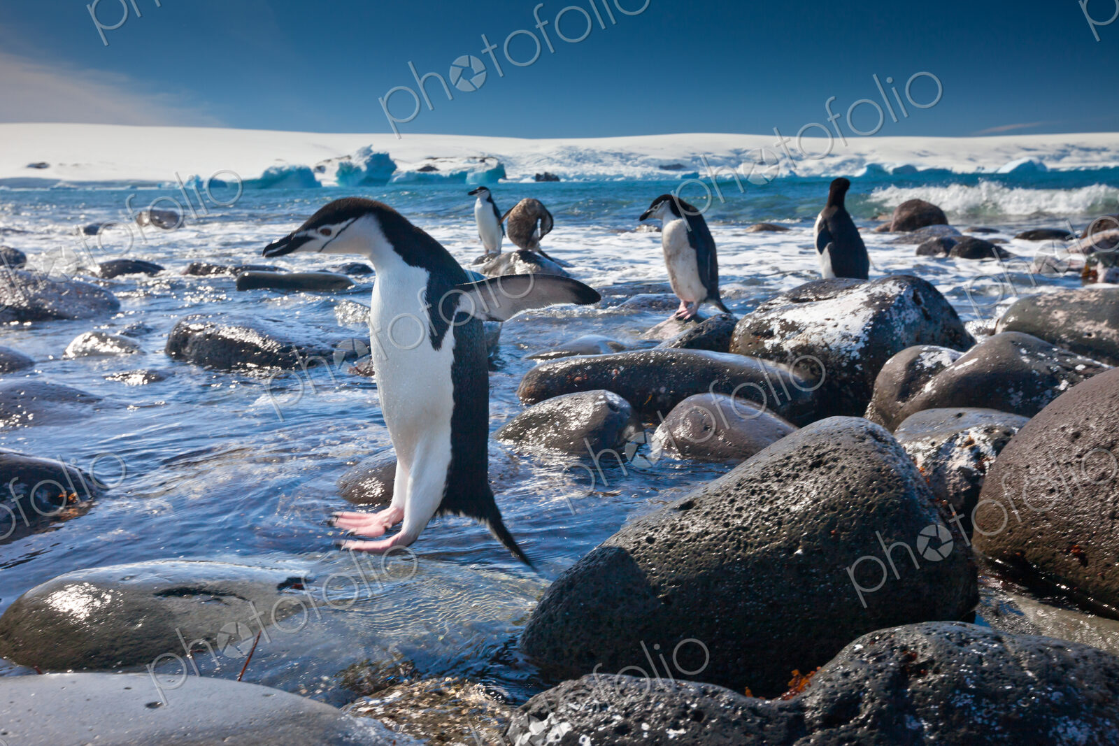Chinstrap penguins, Penguin Island, Antarctica