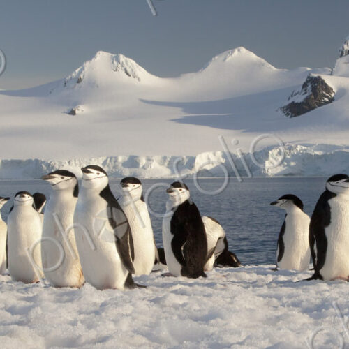 Chinstrap penguins on Half Moon Island, South Shetland Islands, Pygoscelis antarcticus,