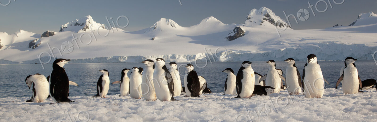 Chinstrap penguins on Half Moon Island, South Shetland Islands, Pygoscelis antarcticus,