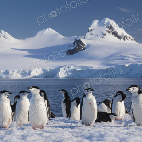 Chinstrap penguins on Half Moon Island, in the South Shetland Islands, Antarctica