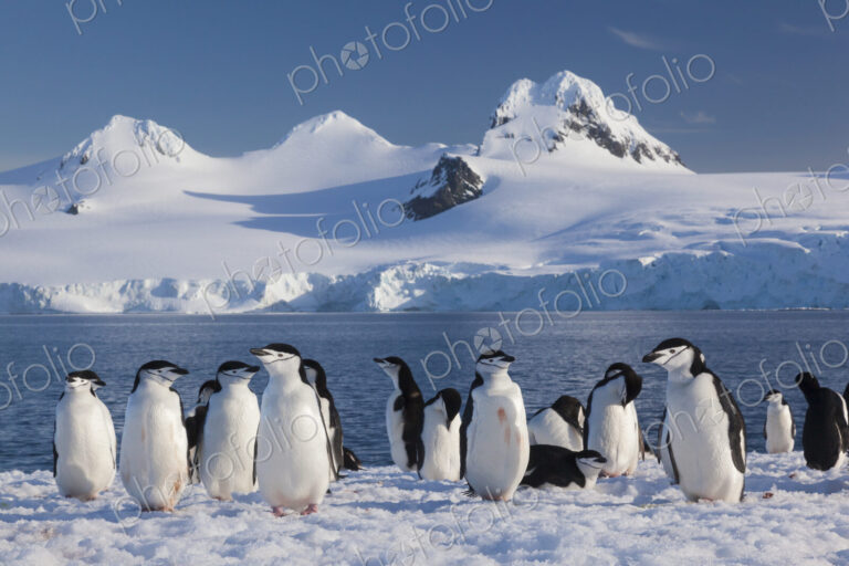 Chinstrap penguins on Half Moon Island, in the South Shetland Islands, Antarctica