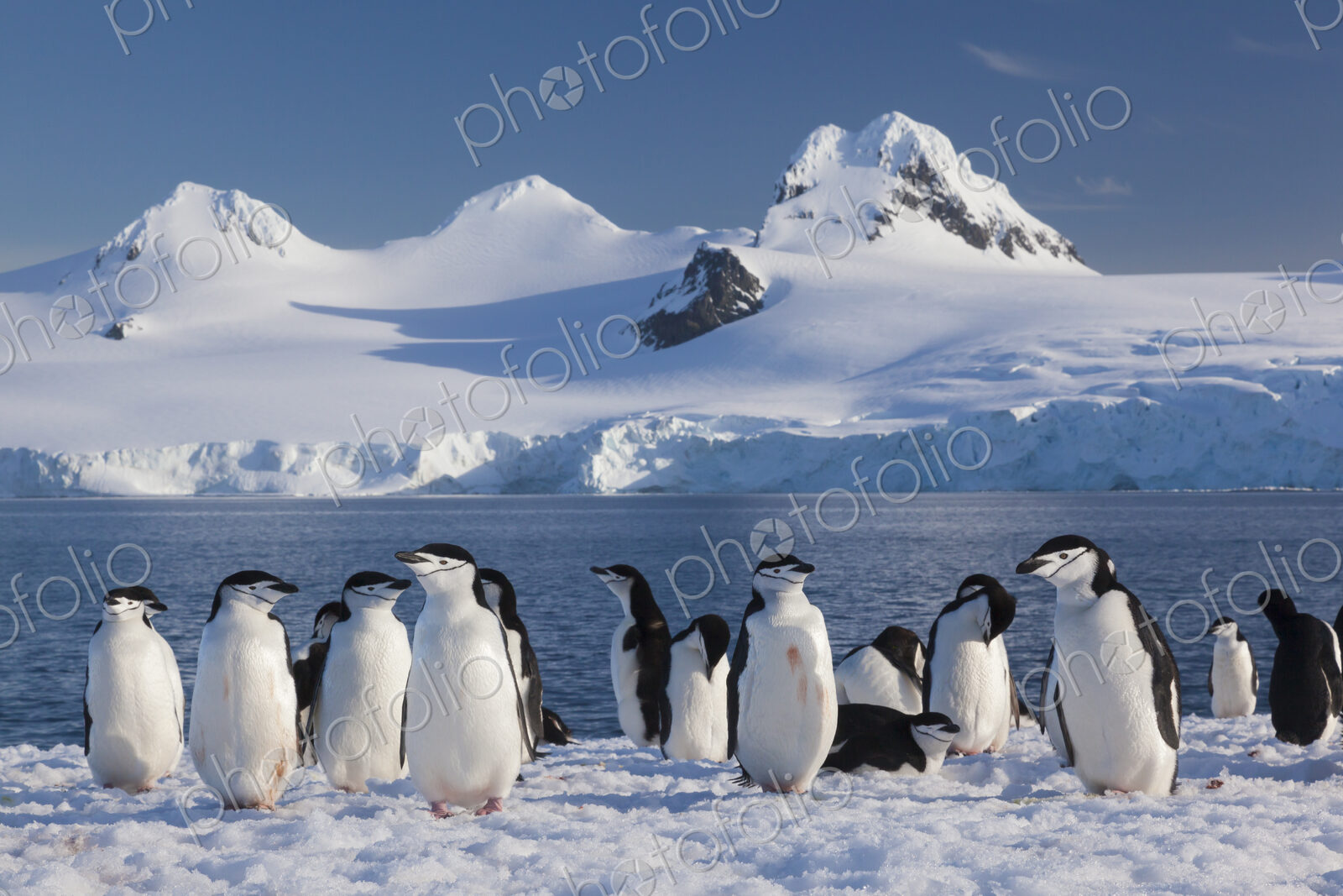 Chinstrap penguins on Half Moon Island, in the South Shetland Islands, Antarctica