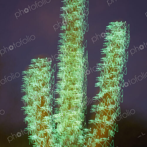 Christmas Decorated Cactus Christmas Decorated Cactus