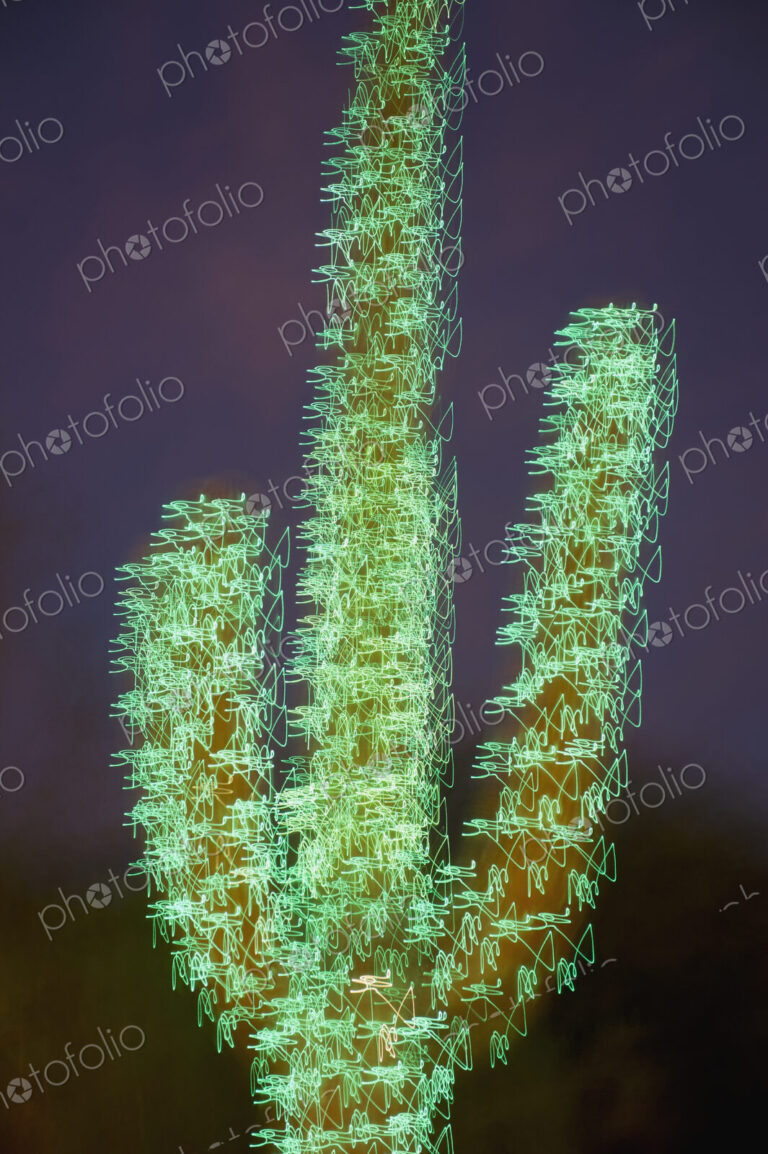 Christmas Decorated Cactus