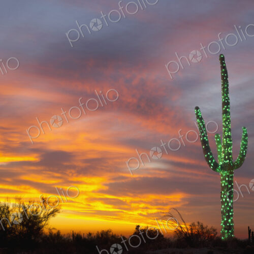 Christmas Suguaro in the Desert