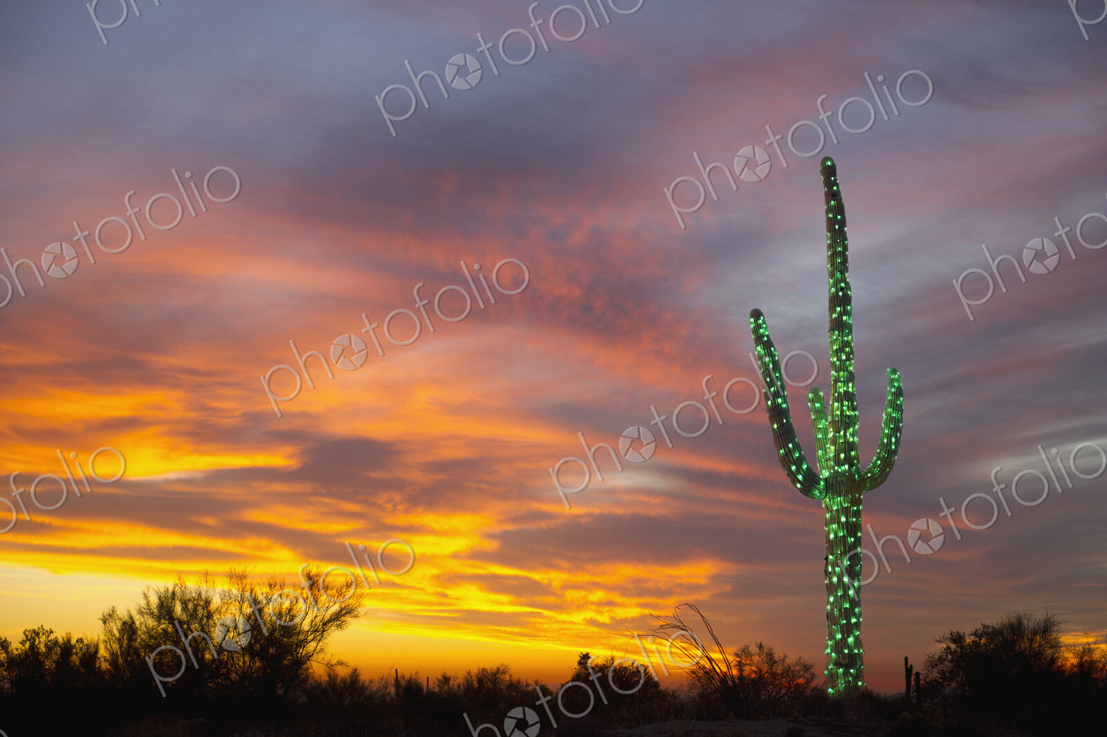 Christmas Suguaro in the Desert