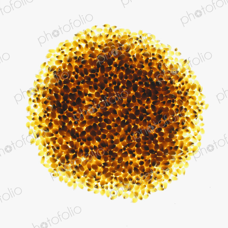 Circle of organic popcorn kernels on white background
