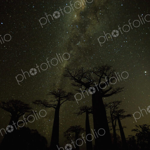 Clear nighttime skies in Madagascar allow the glow of the Milky Way to shine behind…