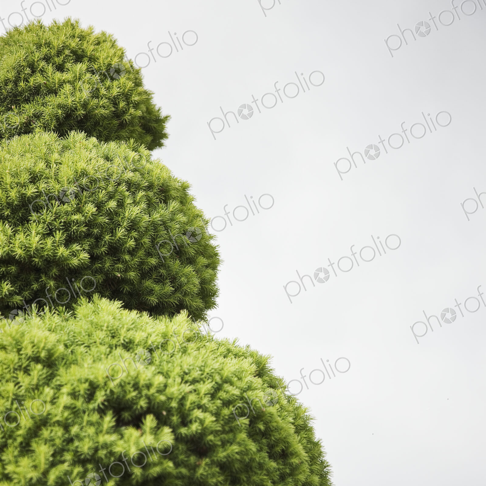 Clipped topiary hedge.