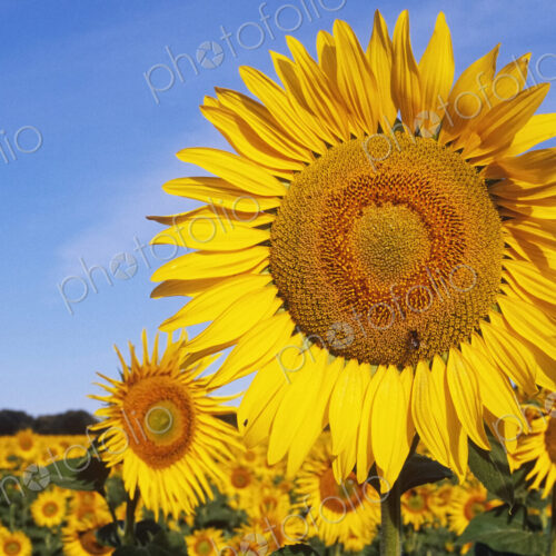 Close Up of Sunflower in Field