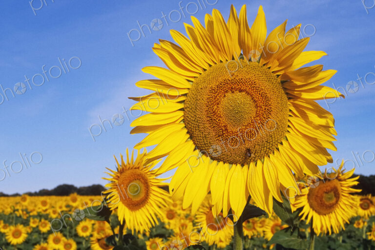 Close Up of Sunflower in Field