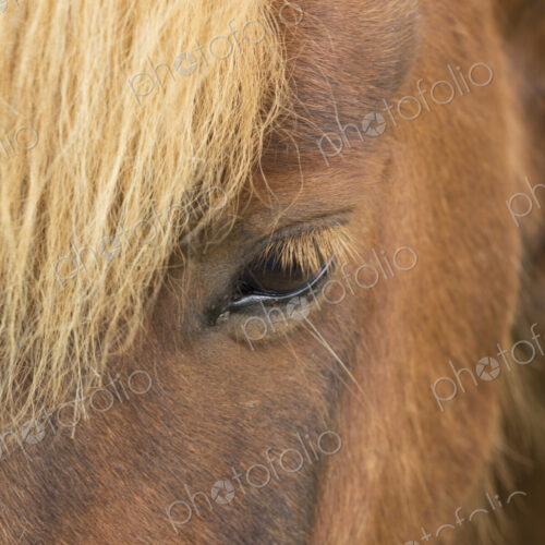 Close of the forelock and head of an Icelandic horse, one open eye with pale golden… Close of the forelock and head of an Icelandic horse, one open eye with pale golden…