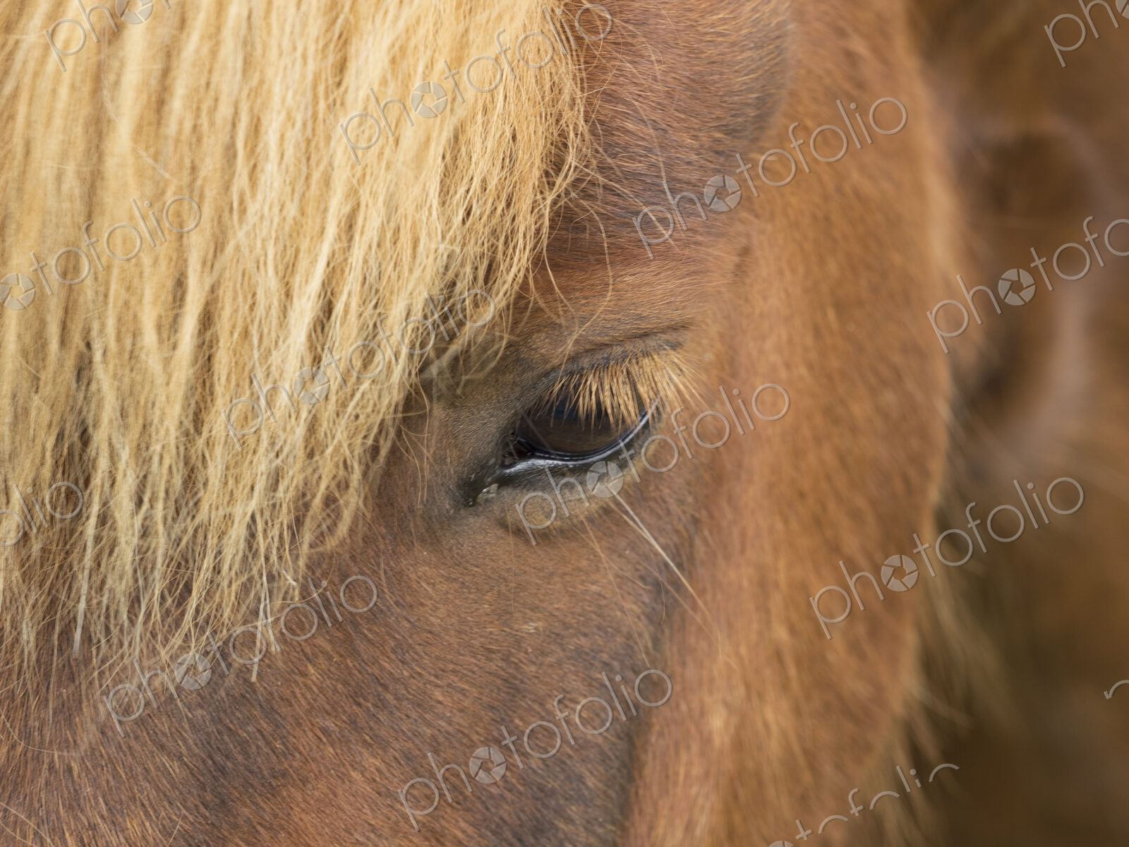 Close of the forelock and head of an Icelandic horse, one open eye with pale golden…