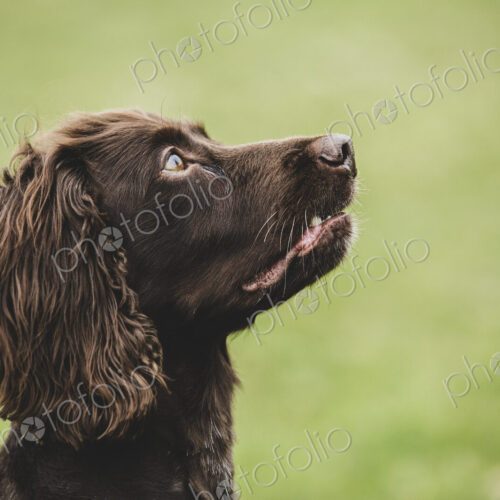 Close up of Brown Spaniel dog sitting in a field. Close up of Brown Spaniel dog sitting in a field.