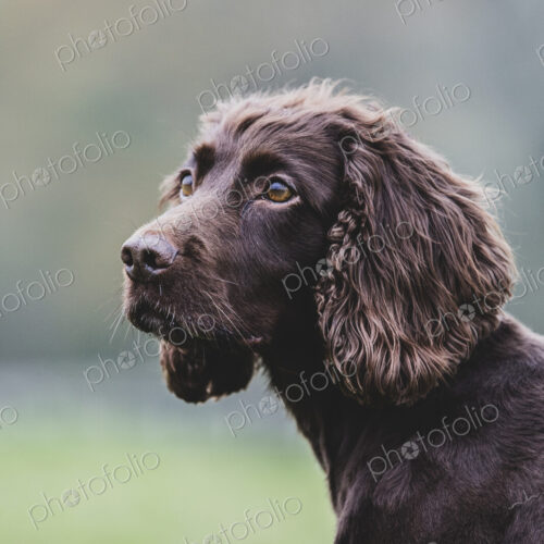 Close up of Brown Spaniel dog sitting in a field. Close up of Brown Spaniel dog sitting in a field.