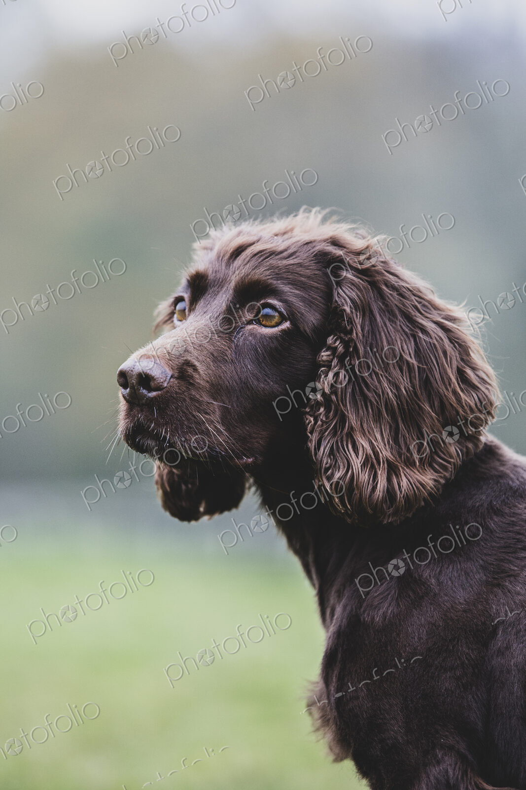 Close up of Brown Spaniel dog sitting in a field.