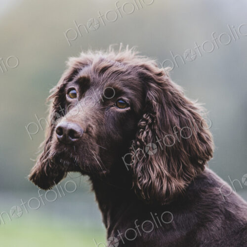 Close up of Brown Spaniel dog sitting in a field. Close up of Brown Spaniel dog sitting in a field.