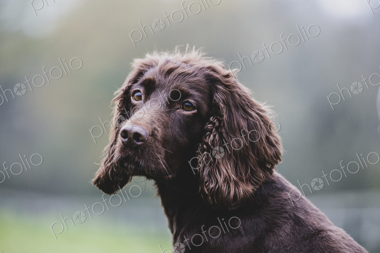 Close up of Brown Spaniel dog sitting in a field.