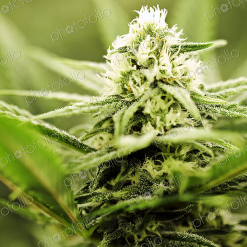 Close up of Cannabis plant Close up of Cannabis plant