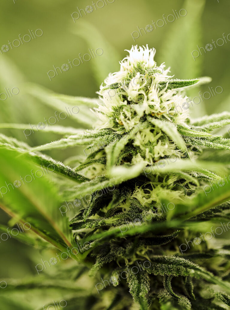 Close up of Cannabis plant