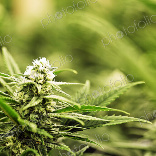 Close up of Cannabis plant Close up of Cannabis plant