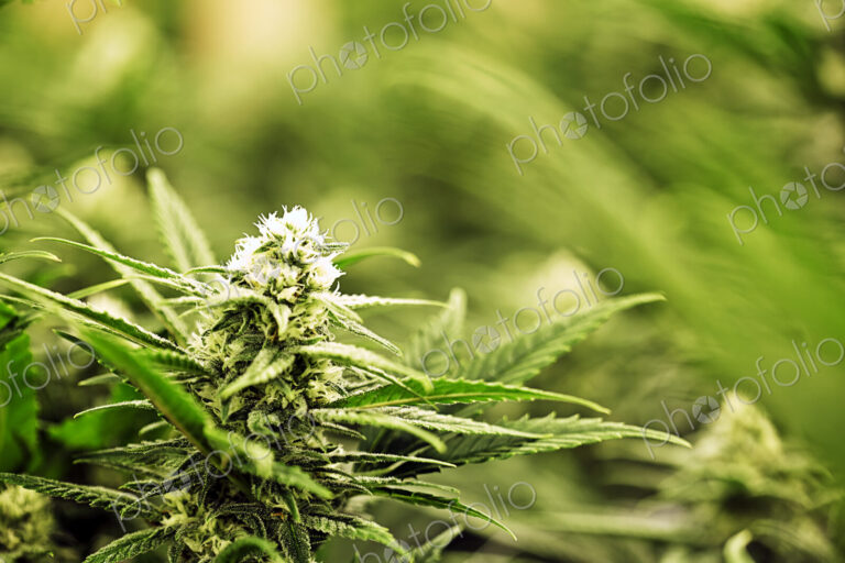 Close up of Cannabis plant