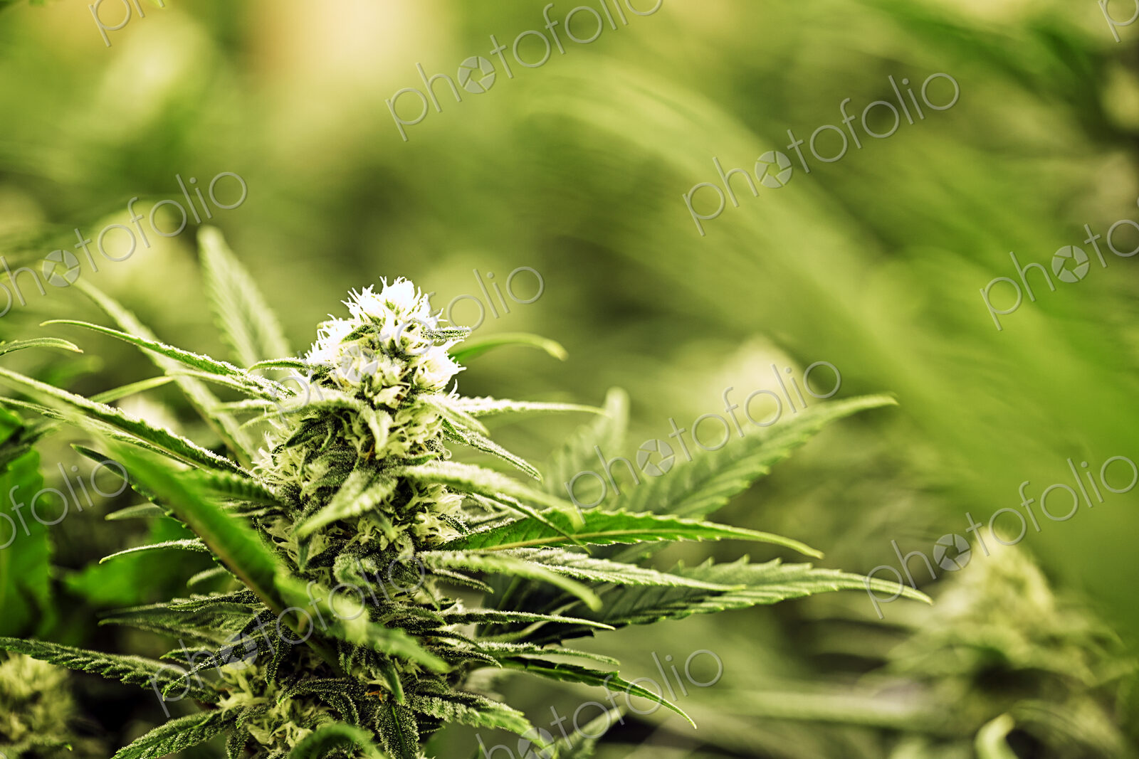 Close up of Cannabis plant